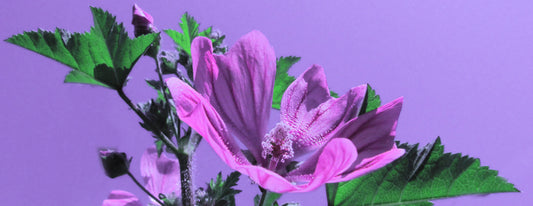 Μολόχα (malva-silvestris)