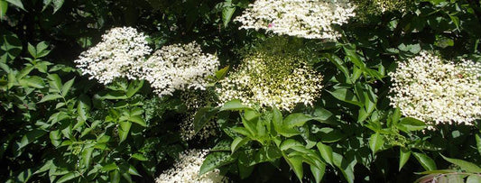 Σαμπούκος ή Κουφοξυλιά (Sambucus nigra) - Antemisaris