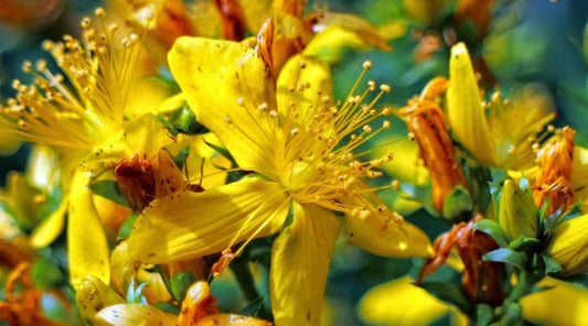 Σπαθόχορτο, Βάλσαμο ή Υπερικό (Hypericum perforatum)