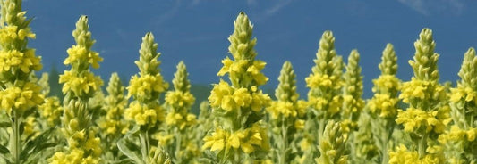 Τα Πιο Αναγνωρισμένα Θεραπευτικά Βότανα της Ελλάδας