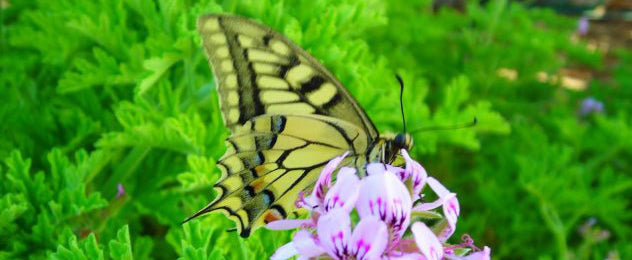 Αρμπαρόριζα: Οι ευεργετικές επιδράσεις ενός αρωματικού φυτού