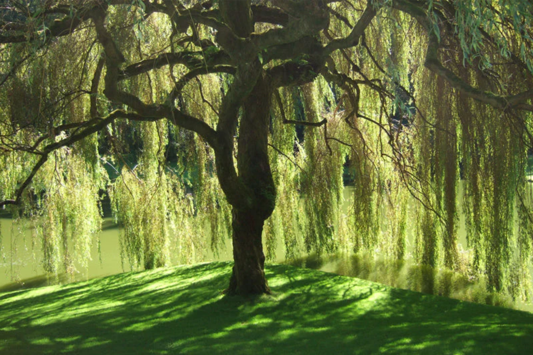 black willow bark Mellifora
