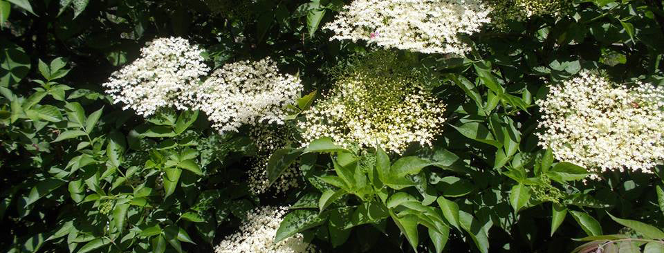 Σαμπούκος ή Κουφοξυλιά (Sambucus nigra) - Antemisaris