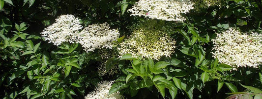 Σαμπούκος ή Κουφοξυλιά (Sambucus nigra) - Antemisaris