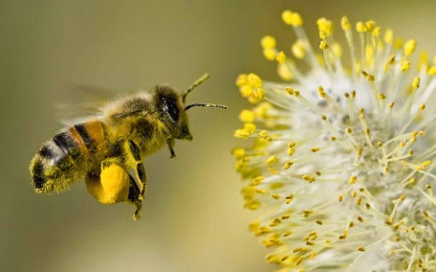 Bee Pollen - An Overview