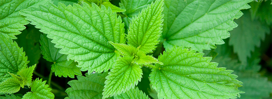 Τσουκνίδα - Urtica dioica